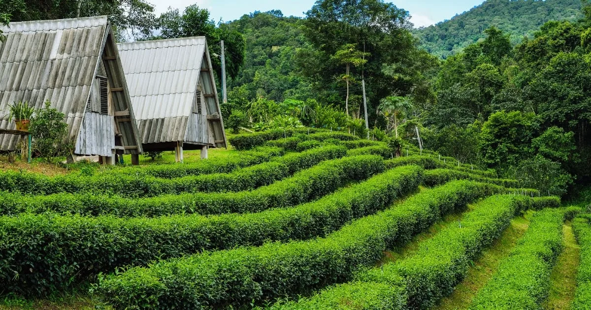 Assam tea