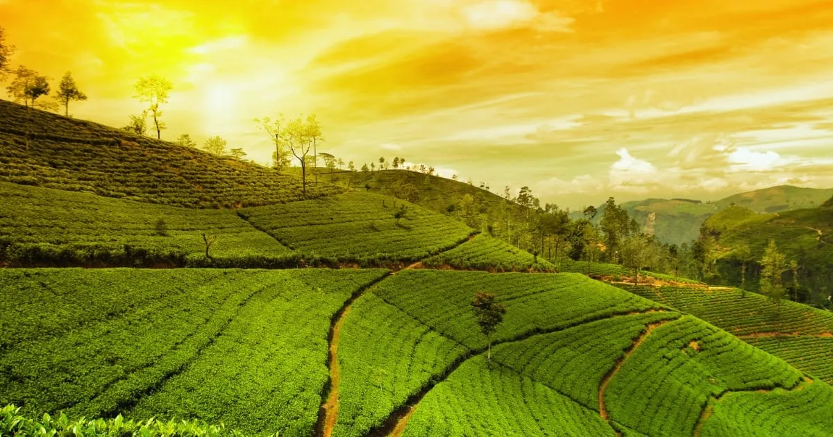 What is the Indian Legend about Tea